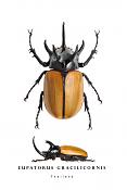 eupatorus gracilicornis
